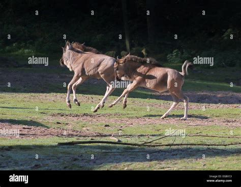 Two young Eastern white-bearded Wildebeest calves running at full speed (Connochaetes taurinus ...