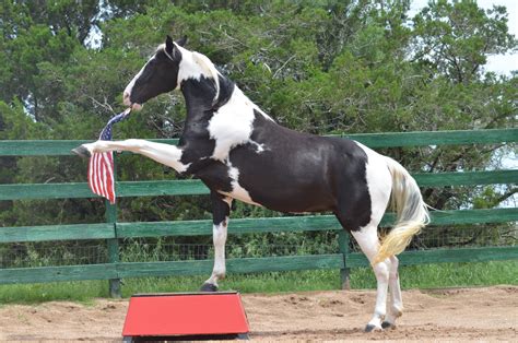 TRICK HORSE TRAINING - imagineahorse.com