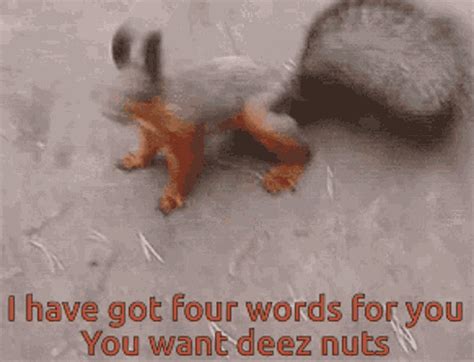 Squirrel IHave Got Words GIF - Squirrel IHaveGotWords ForYou - Discover & Share GIFs