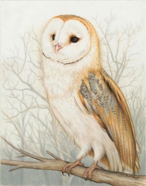 Pin on Colored Pencil : Animal : Bird