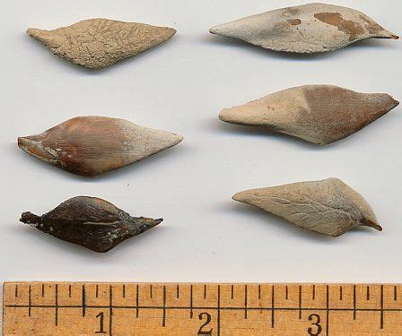 Fossil Fish and Ray Identification for Aurora and Coastal North Carolina: Fossilguy.com Coastal ...
