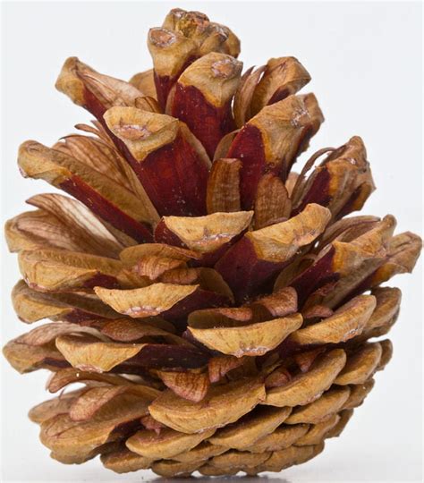 Red Pine Cones - Natural Red Cones 100 per order 1 1/2 - 2in. long ...