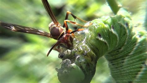 Tomato Hornworms and Parasitic Wasps - EatHappyProject