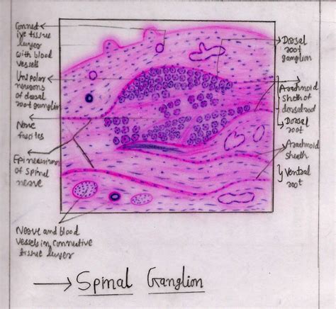Ganglion Cells Histology