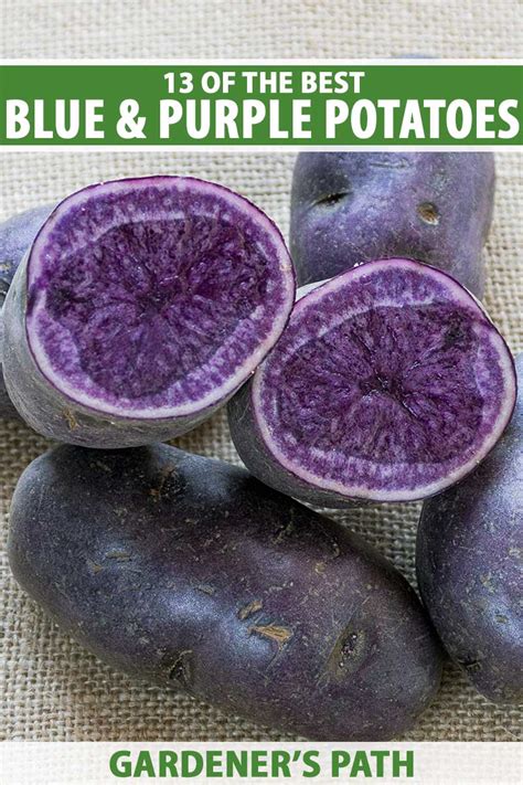 13 of the Best Purple and Blue Potato Varieties | Gardener’s Path