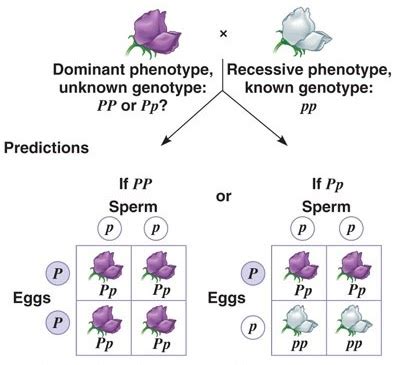 Test cross - Mendelian genetics | Tips to score