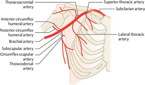 Axillary Artery | Radiology Key