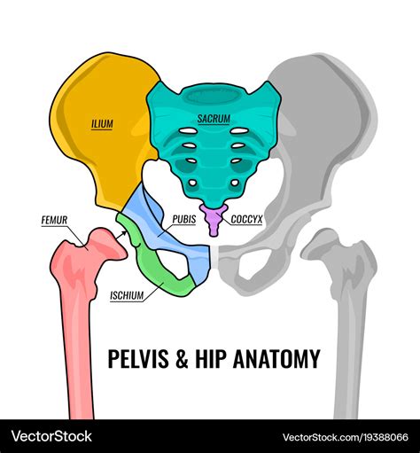Pelvis anatomy scheme Royalty Free Vector Image