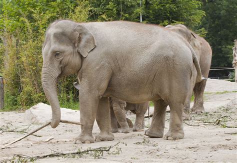 File:Elefante asiático (Elephas maximus), Tierpark Hellabrunn, Múnich ...