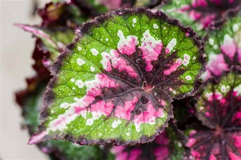 Ultimate Guide to Rex Begonia Plant Care at Home - Petal Republic