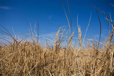 Golden paddy rice field ready for harvest 9564804 Stock Photo at Vecteezy