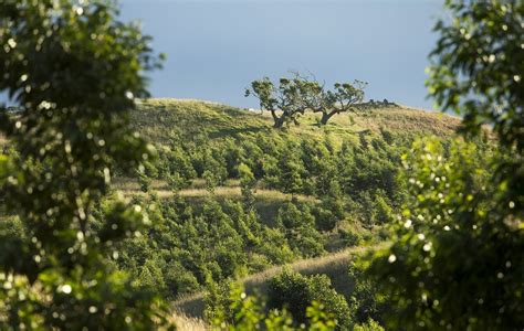 Using Investments And Technology To Rebuild Hawaii's Koa Forests : All Tech Considered : NPR