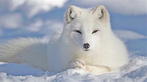 Meet The Beautiful Arctic Fox - The Hardiest Of All The Arctic Animals - Kingdoms TV