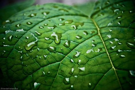 Free photo: Green macro leaf - Abstract, Botany, Close-up - Free Download - Jooinn