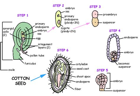 Picture redrawn and text taken from Plant Biology by Rost et al. First ...