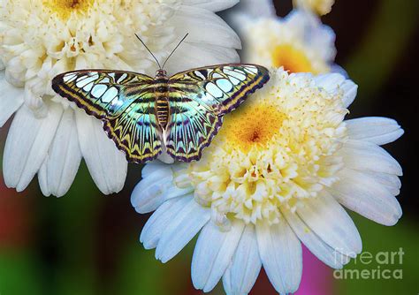 Blue Clipper butterfly Photograph by Peter McHallam