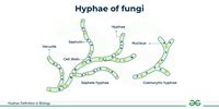 Hyphae in Fungus - Meaning, Structure, and Types - GeeksforGeeks