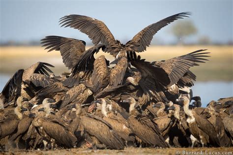 Vultures Feeding - Burrard-Lucas Photography