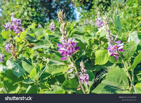 478 Flower Of The Kudzu Images, Stock Photos & Vectors | Shutterstock