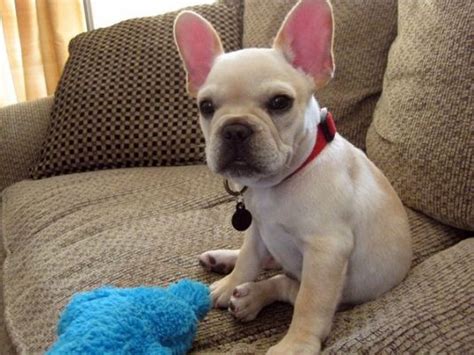 Dozer the Frenchie Pug - Cute Puppy Pictures Daily