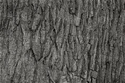 Tree Bark Background Stock Photos, Images and Backgrounds for Free Download