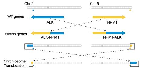 NPM1-ALK Gene Fusion -Software -Genome & Exome -Official 10x Genomics Support