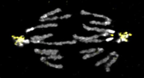 Chromosomes in anaphase [IMAGE] | EurekAlert! Science News Releases