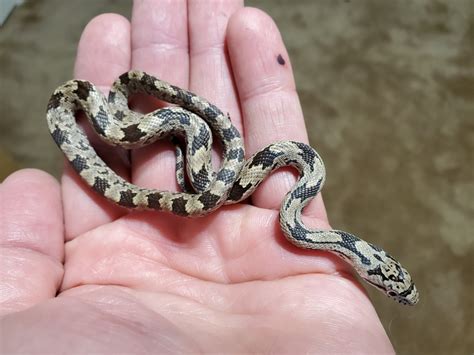 1.1 baby Grey ratsnakes Florida peninsula - FaunaClassifieds