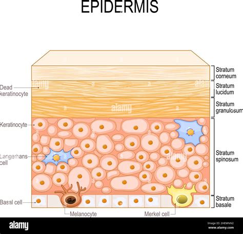 What Is The Basal Layer Of The Epidermis at John Santillo blog