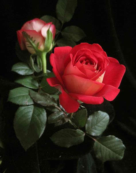 Beautiful Single Red Rose Image Download