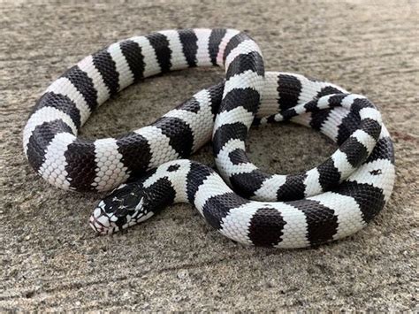 California King Snake for sale | Snakes at Sunset