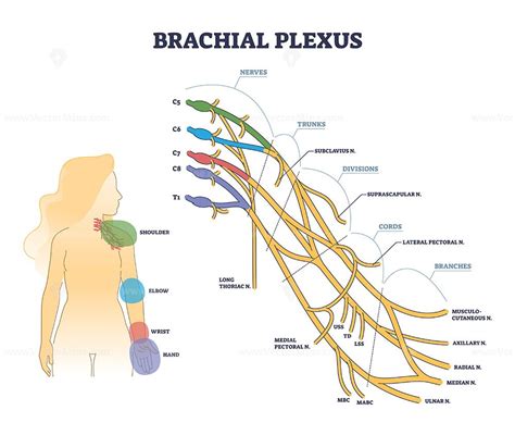 Brachial plexus structure as isolated shoulder nerves network outline ...