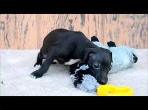 Black Italian Greyhound Puppy