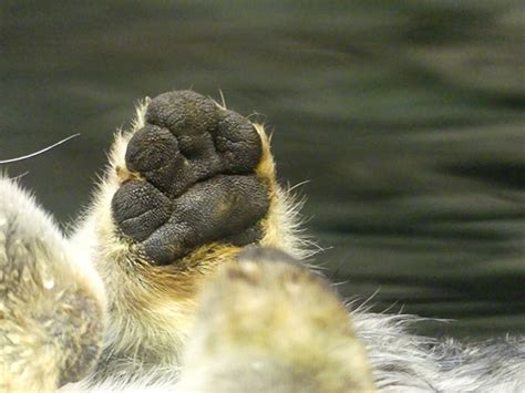 Sea Otter Paw! — The Daily Otter