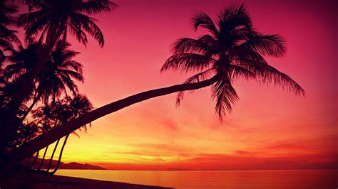 🔥 Download HD Tropical Sunset Palm Trees Silhouette Beach Wallpaper by @daltonr23 | Tropical ...