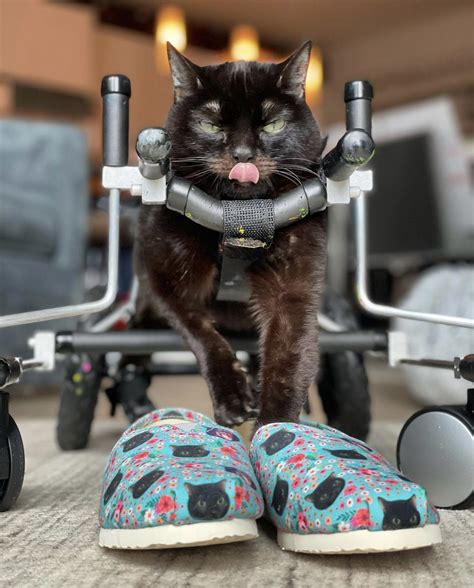 Special Cat in Wheelchair is Unstoppable – Proves Disabled Cats Are Worth a Chance