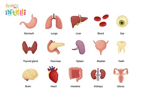 Teach Kids - Human Body Parts Names & Its Functions