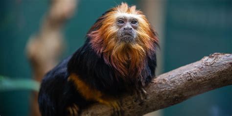 Golden Lion Tamarin Facts For Kids | Kids Matttroy