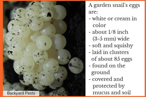 What Snail Eggs Look Like & What To Do With Them - Backyard Pests