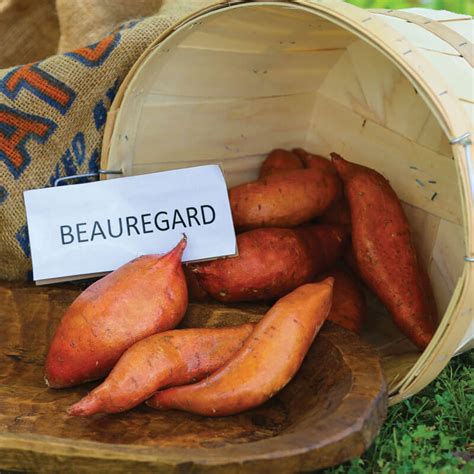 Sweet Potato Beauregard – Harris Seeds