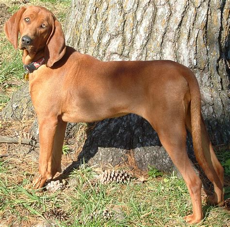 Redbone Coonhound Info, Temperament, Training, Puppies, Pictures