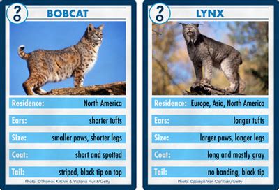 lynx vs bobcat - the canadian lynx