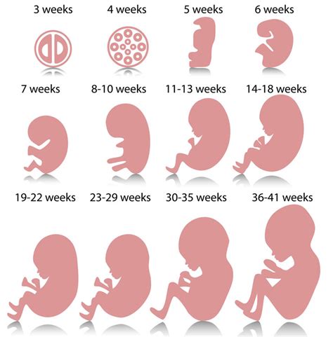 Conception, implantation or birth? When does life begin?