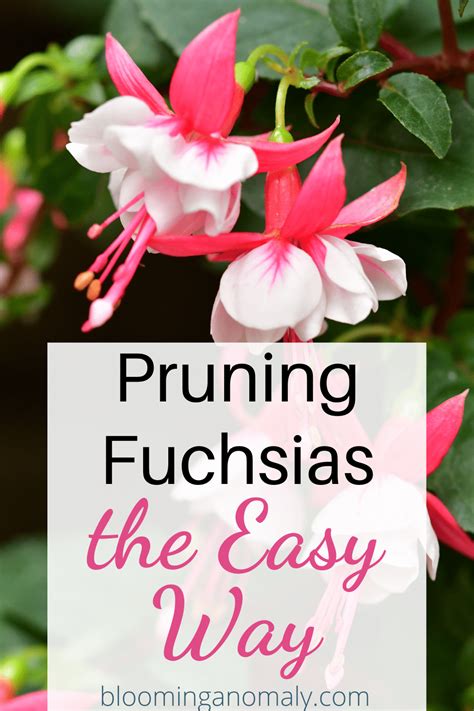 Pruning Fuchsias the Easy Way - Blooming Anomaly | Fuchsia plant, Fuchsia plant care, Prune