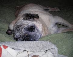 Stroke vs Vestibular Disease in Older Dogs | Dog Quality