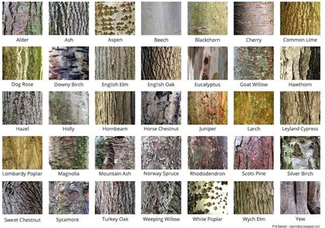 City of Trees on Twitter | Tree bark identification, Trees to plant, Identifying trees