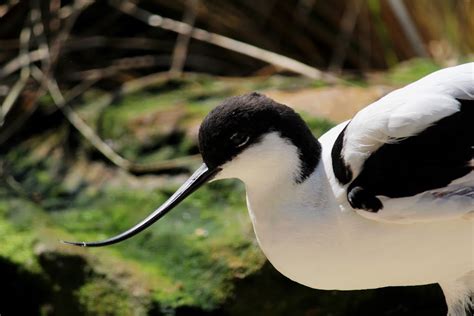 Photo Contest: Water Birds | Pixoto