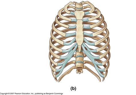 Rib Cage Anatomy, Labeled Vector Illustration Diagram | lupon.gov.ph