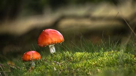 nature, Landscape, Mushroom, Depth Of Field, Closeup, Macro, Grass ...