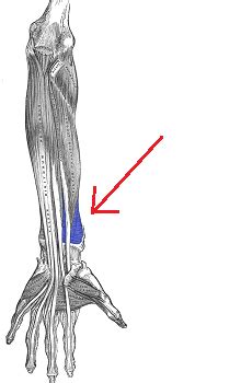 Pronator Quadratus Muscle | Overview, Attachments & Action | Study.com